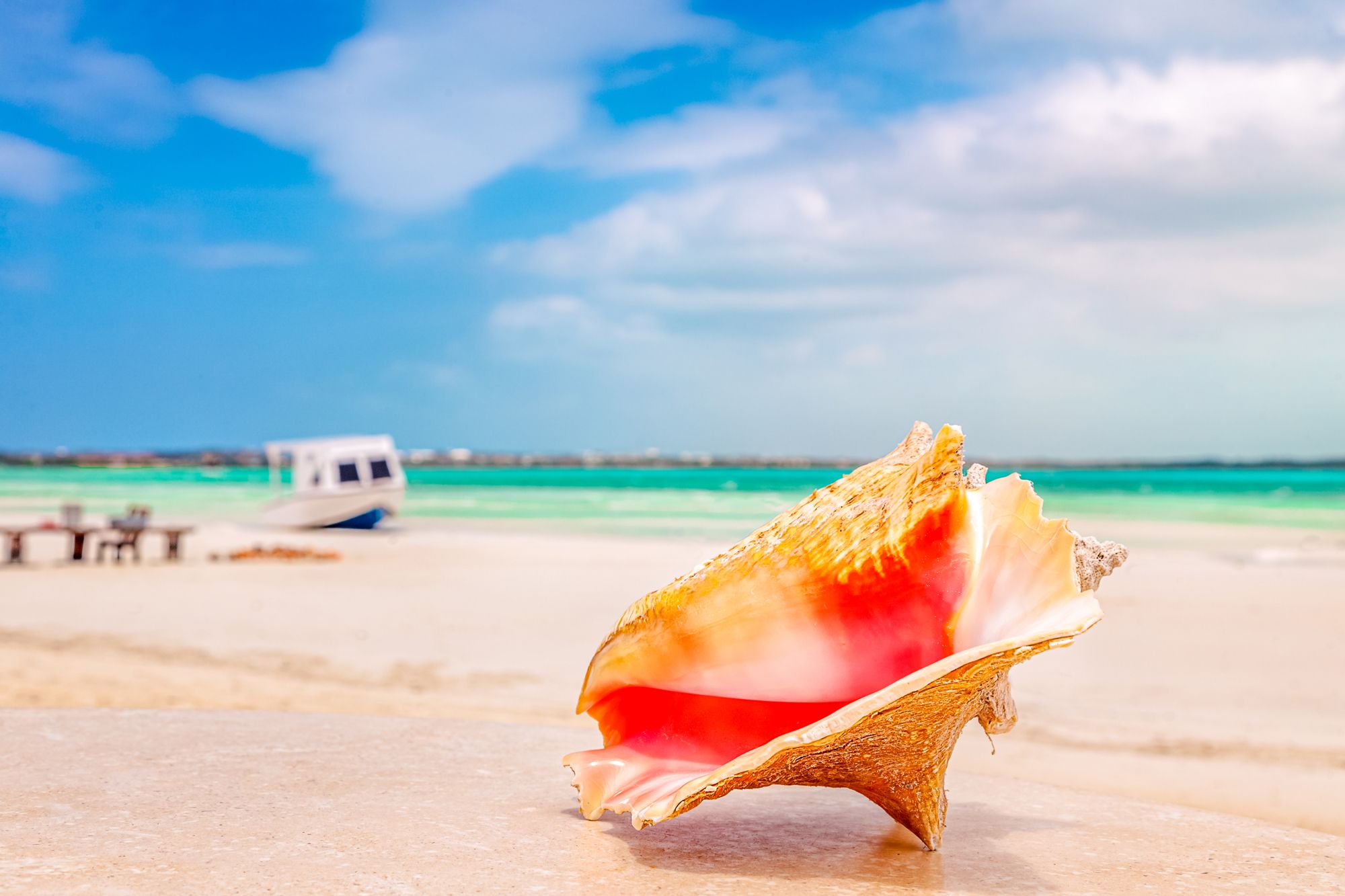 Turks Caicos Conch Shell