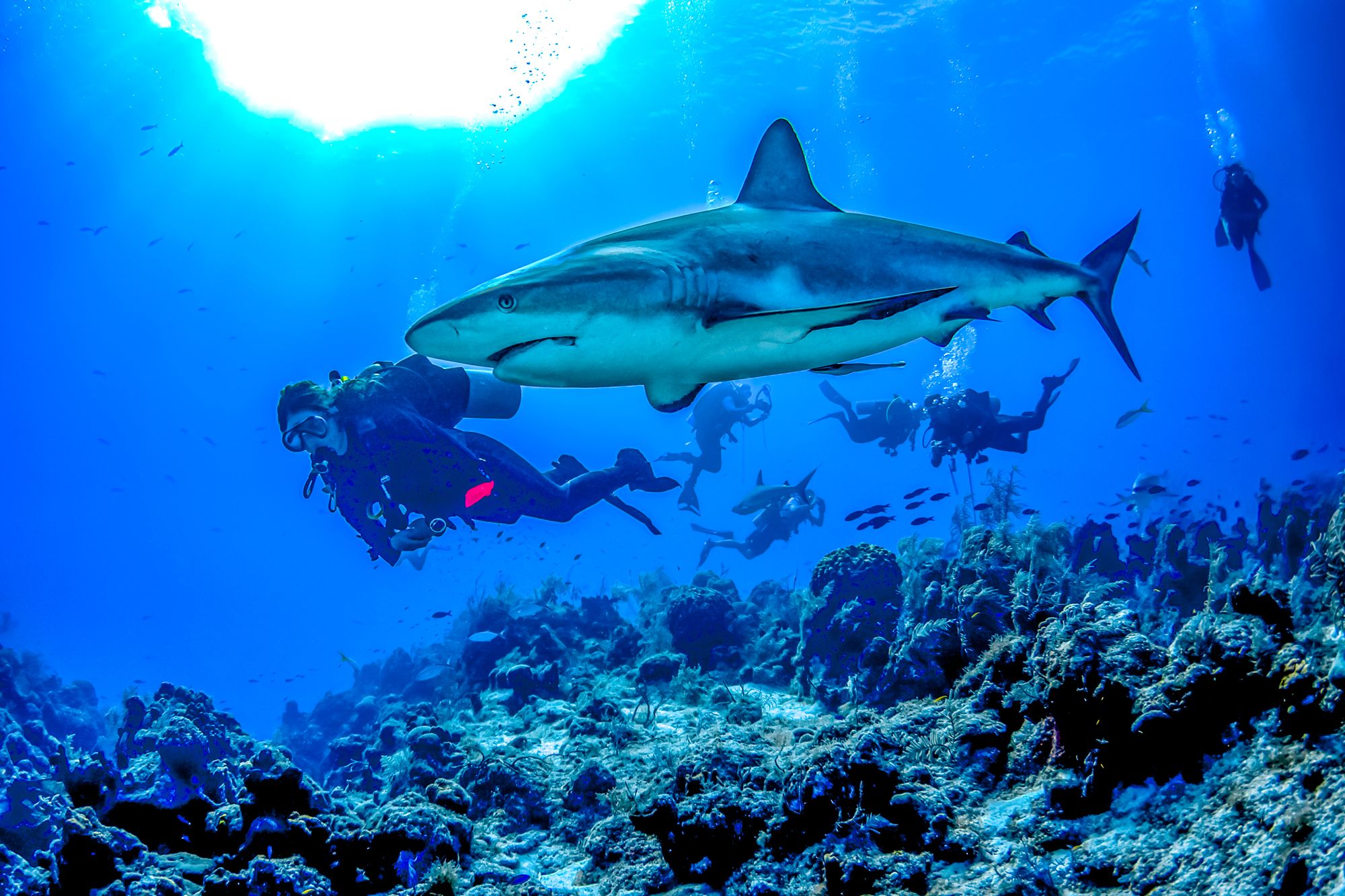 Shark Diving Turks Caicos
