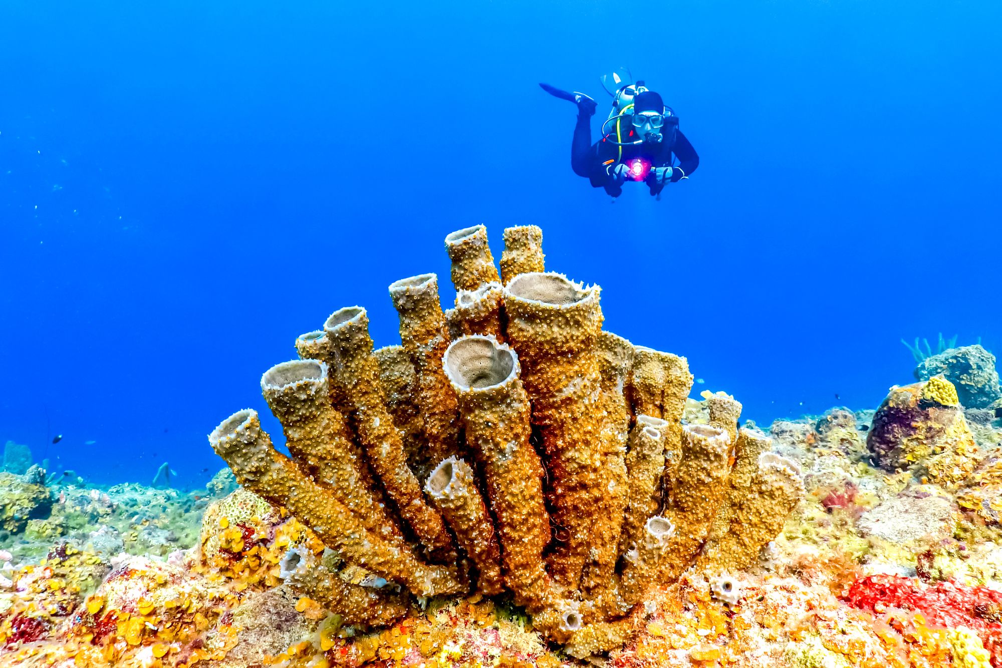 West Caicos Scuba Diving Turks Caicos