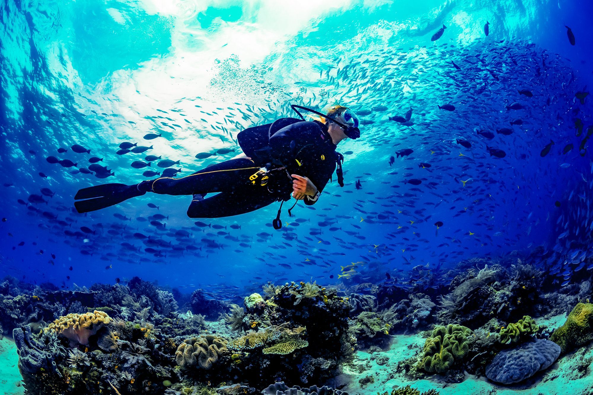 Scuba Diving in Jamaica: Everything You Need To Know Before You Go