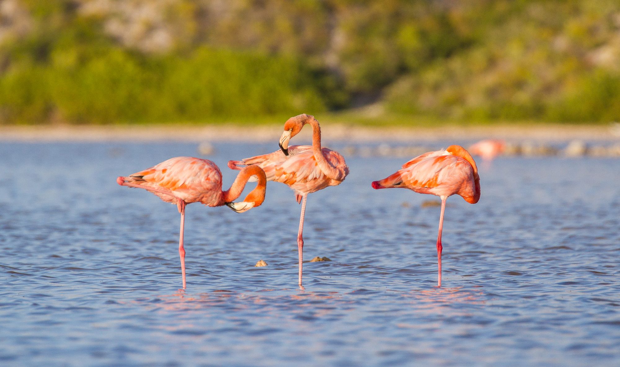 Turks and Caicos flamingoes