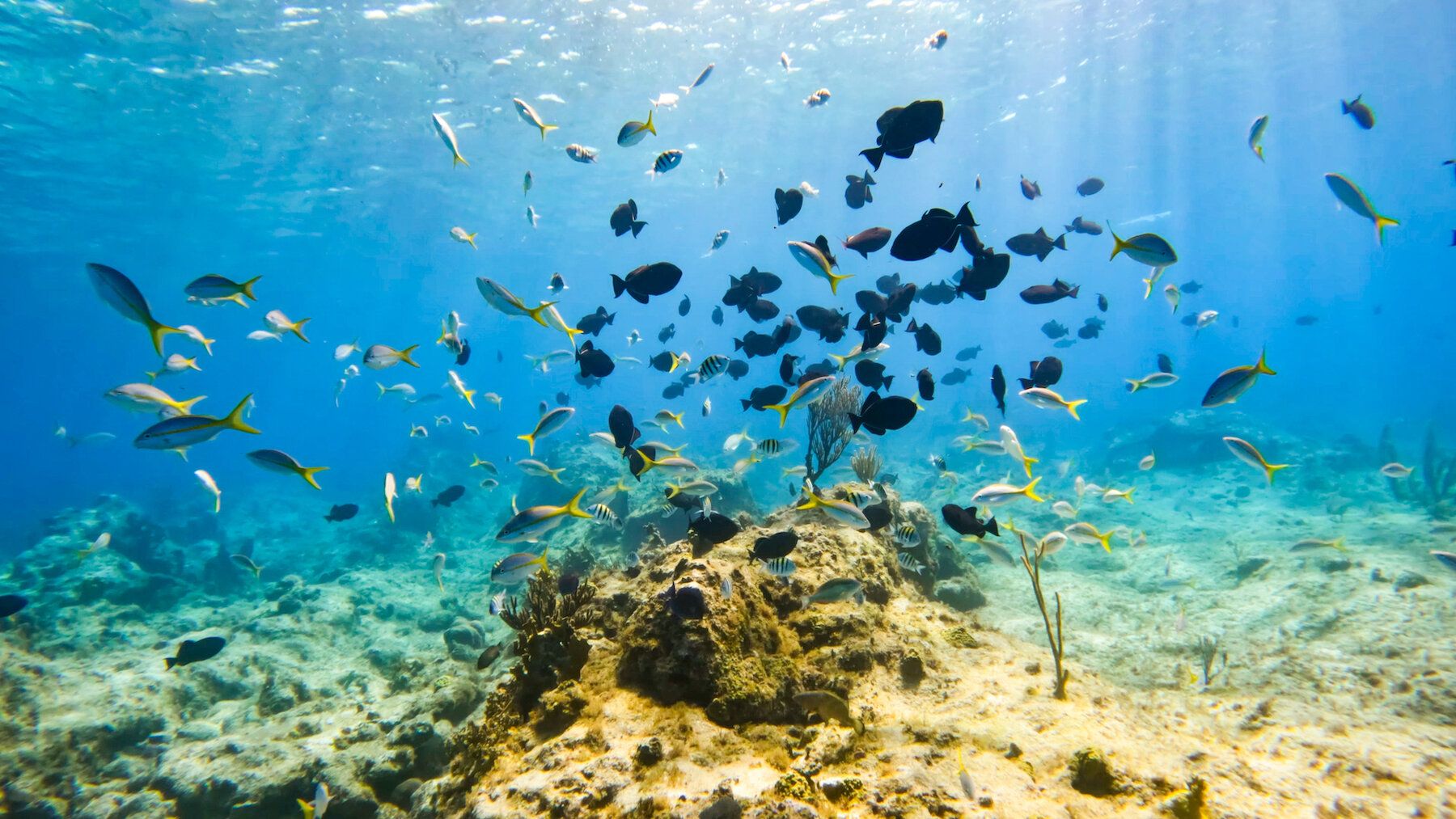 Scuba Diving Near Providenciales, Turks & Caicos: The Complete Guide